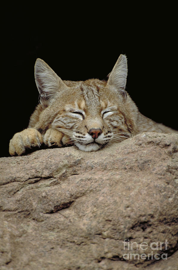 Bobcat, Arizona Photograph by Art Wolfe