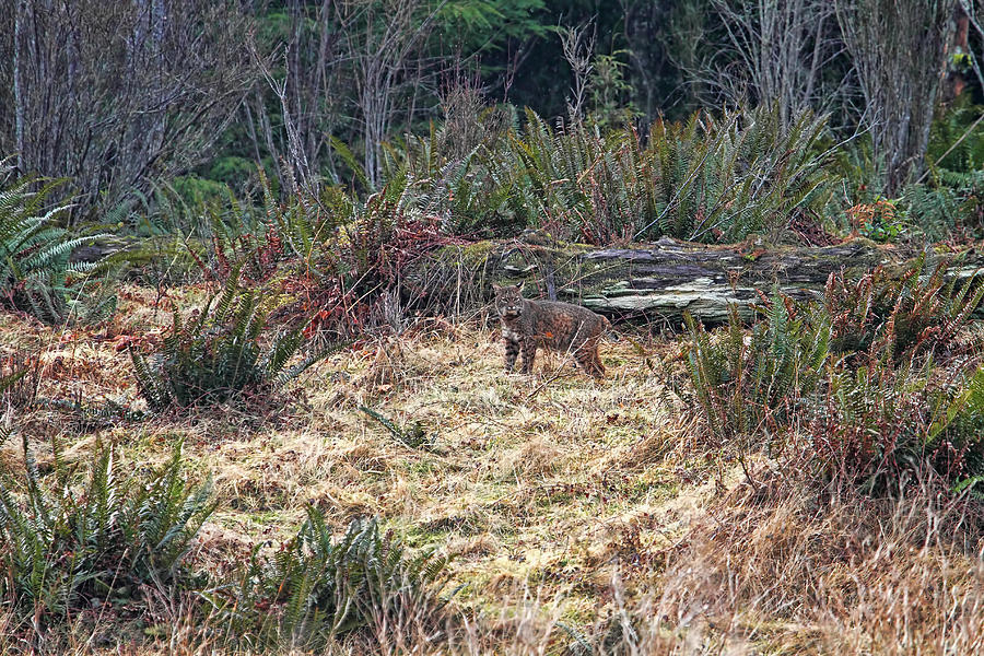Bobcat at the Edge of the Forest Photograph by Peggy Collins