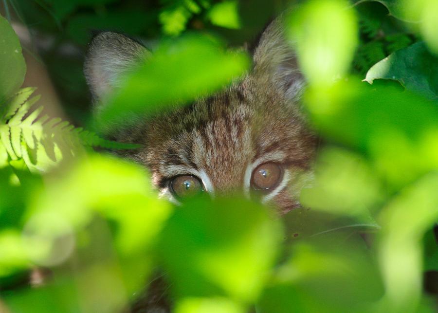 Bobcat Photograph - Bobcat by Brian Magnier Bobcat Photograph - Bobcat by Brian Magnier