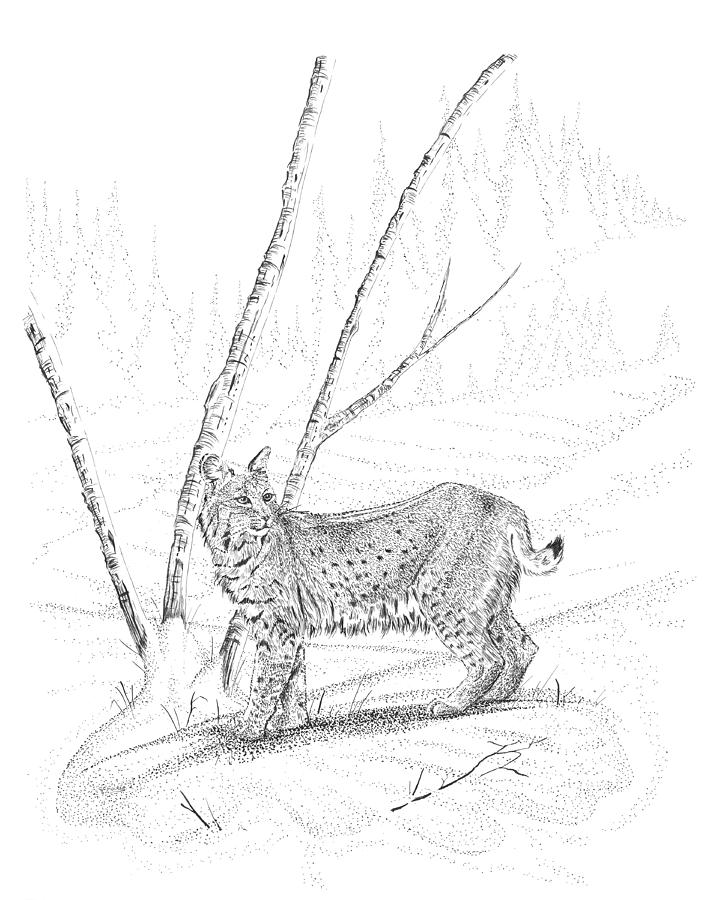 Bobcat Drawing by Carl Genovese