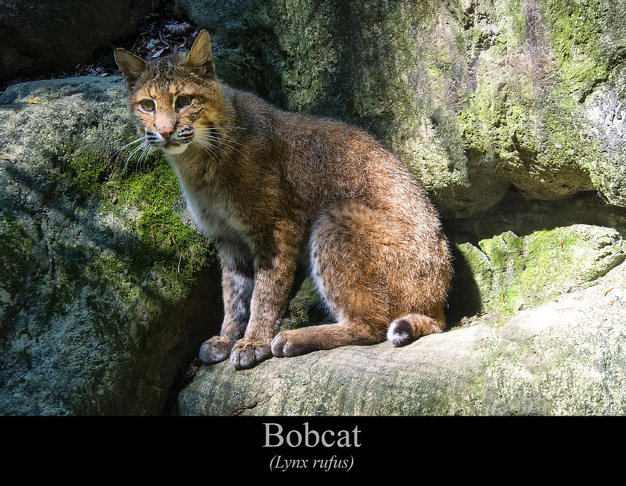 Bobcat Digital Art by Flees Photos