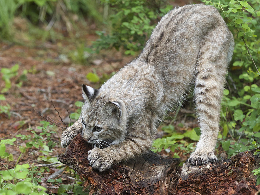 Bobcat Photograph by Dee Carpenter - Fine Art America