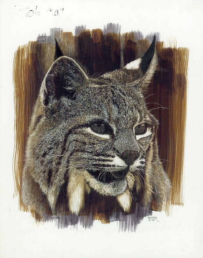 Bobcat Drawing by Don Winsor Fine Art America