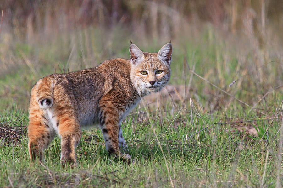 Bobcat Glance Photograph by Beth Sargent