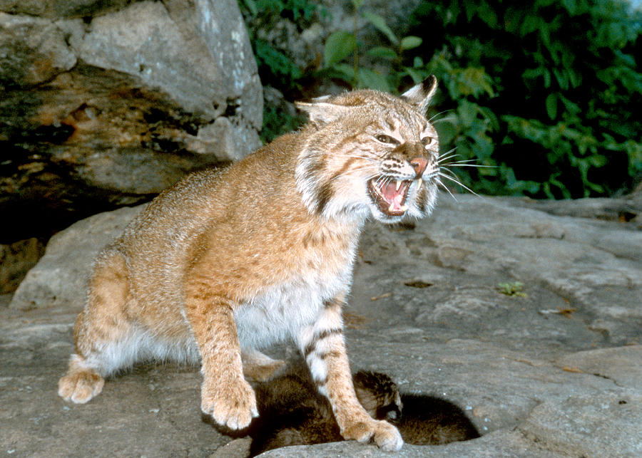 Bobcat Photograph - Bobcat in Defense Mode  by Larry Allan