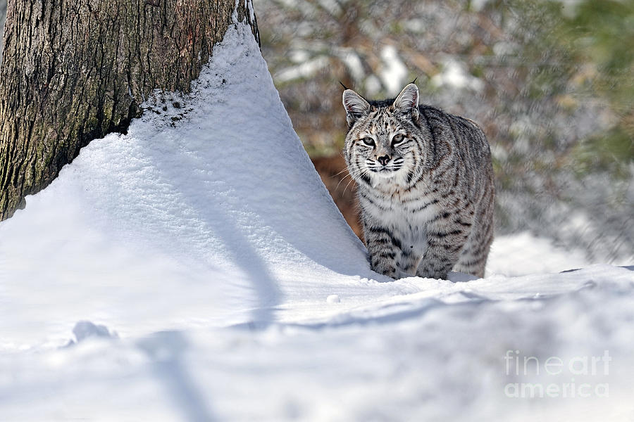 Bobcat in snow Photograph by Dan Friend