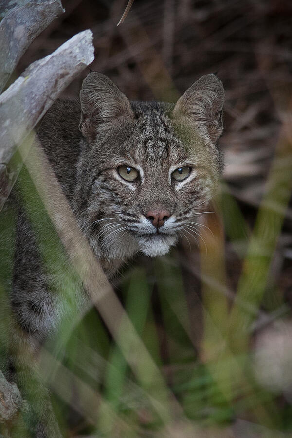 Bobcat in the back yard. Photograph by W Chris Fooshee