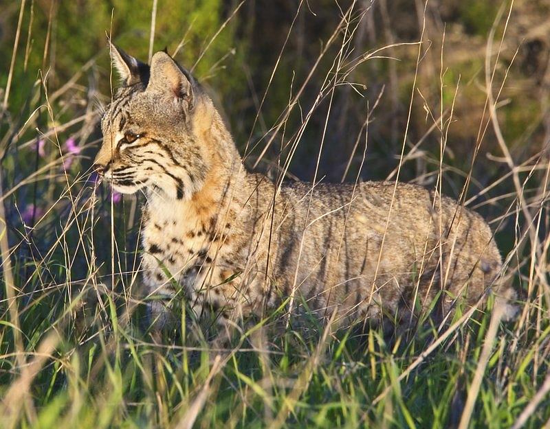 Bobcat in the Grass Photograph by Beth Sargent