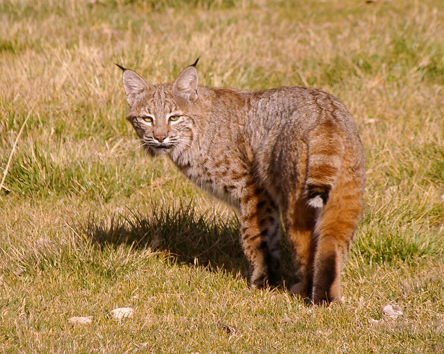 Bobcat Photograph By Jackie Gorton - Fine Art America