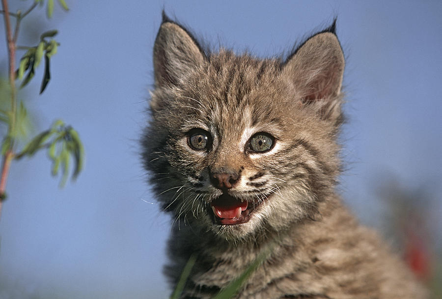 Bobcat Kitten Photograph by Tim Fitzharris