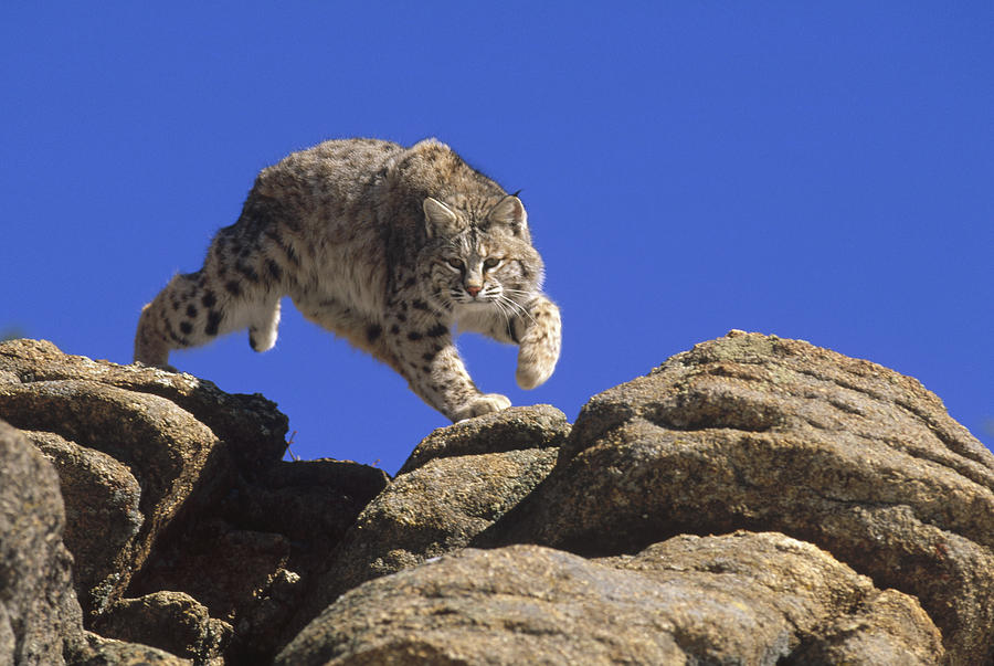 Bobcat Leaping From Rocks Colorado Photograph by Konrad Wothe