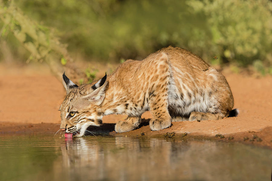 lynx rufus lynx rufus