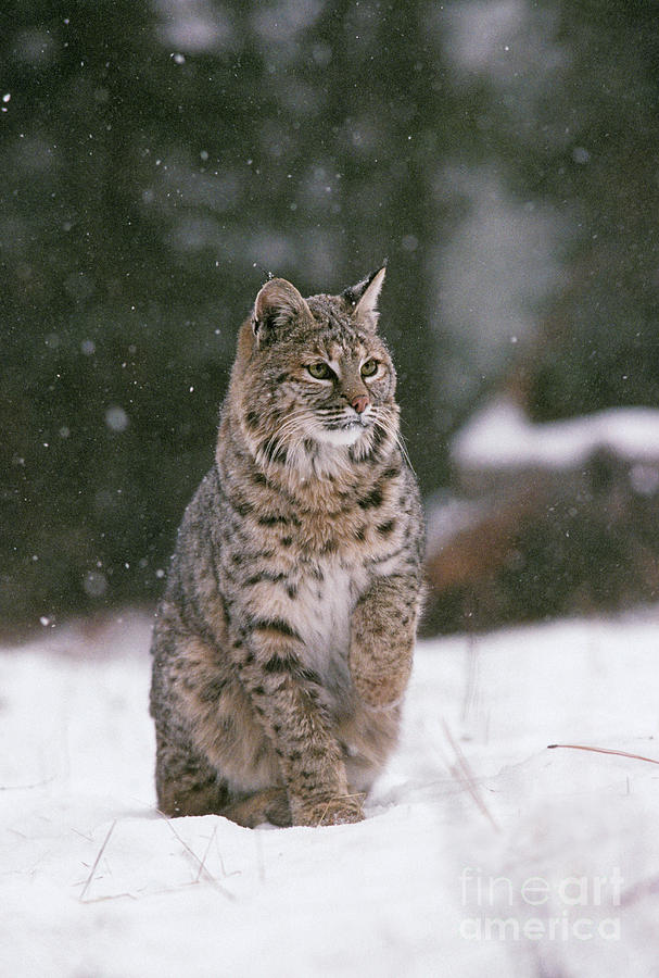 Bobcat Lynx Rufus In Winter Snow Photograph by Ron Sanford