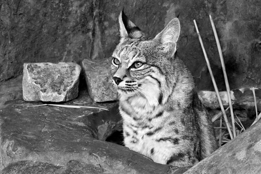 Bobcat Photograph by Nikolyn McDonald