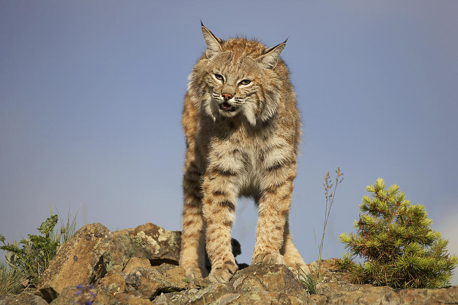 Animal Photograph - Bobcat North America by Tim Fitzharris
