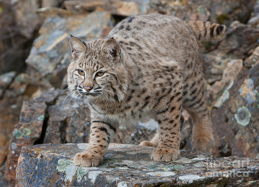 Bobcat on Rock Photograph by Jerry Fornarotto