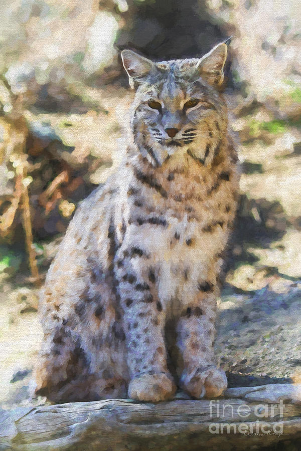 Bobcat Digital Painting Photograph by Dianne Phelps | Fine Art America