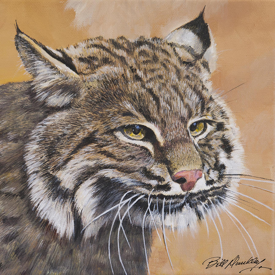 Bobcat Portrait Painting by Bill Dunkley - Fine Art America