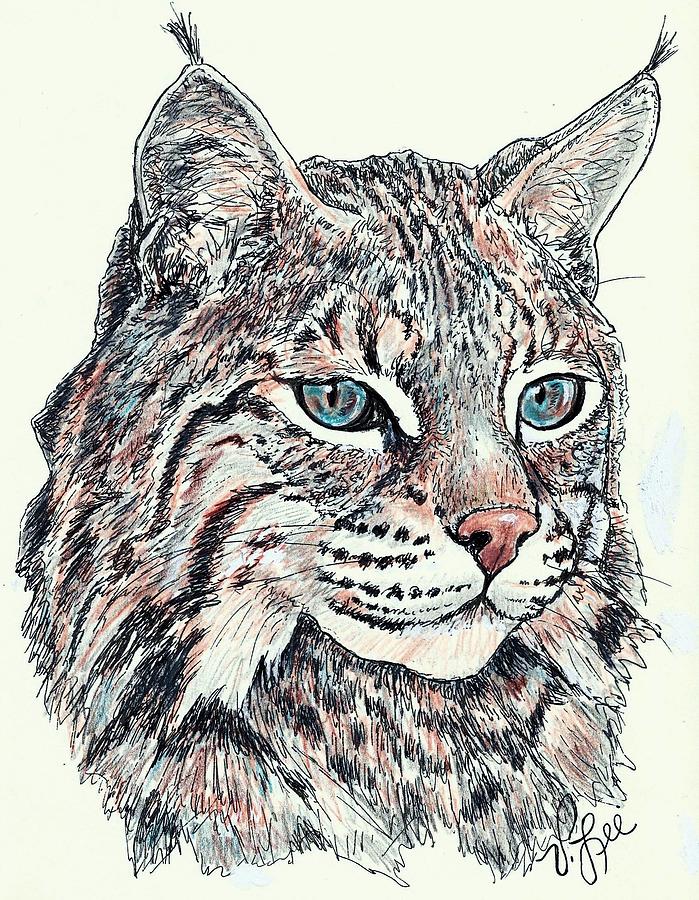 Bobcat Portrait Drawing by VLee Watson