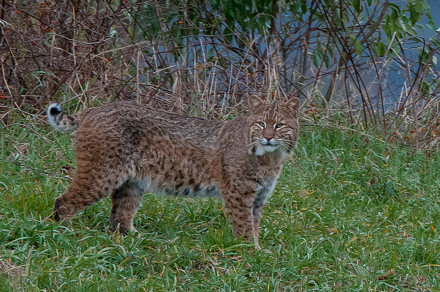 Bobcat - Simple Elegance Photograph by J H Clery | Fine Art America