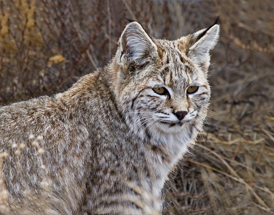 Bobcat Sitting In Rmnp Photograph by James Futterer