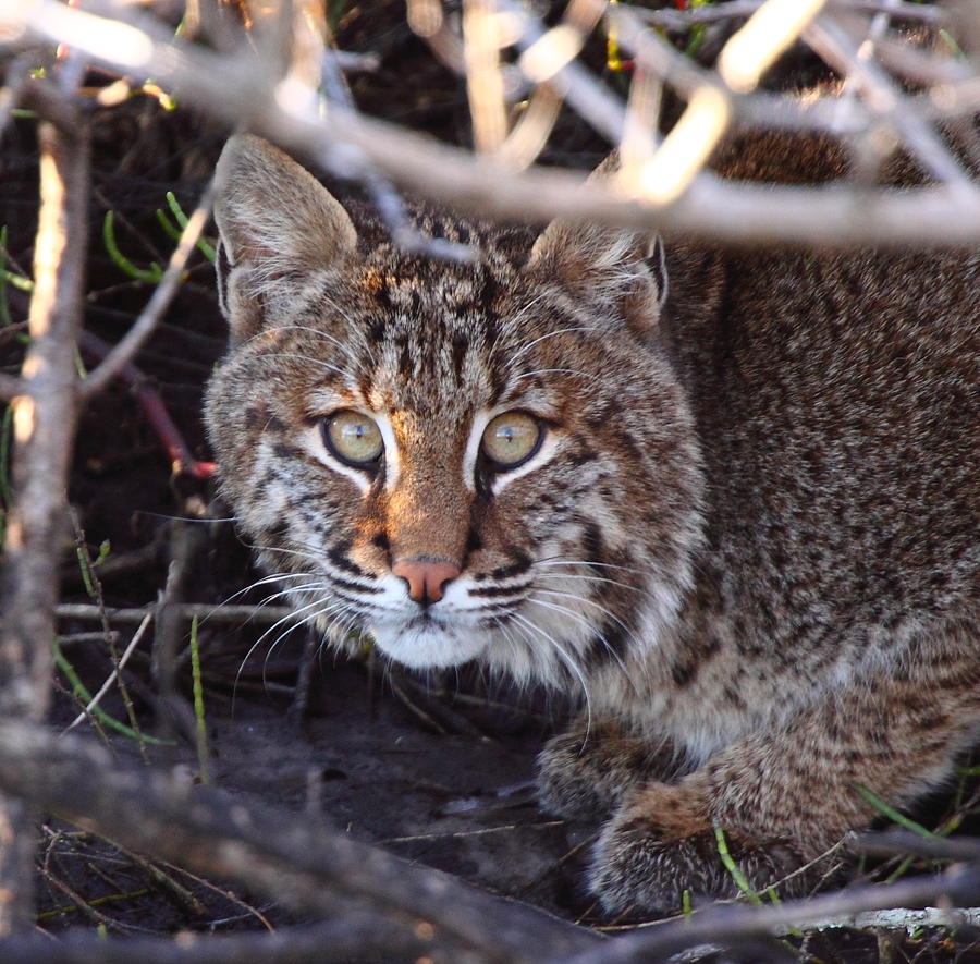 Bobcat Squared Photograph by Bruce J Robinson