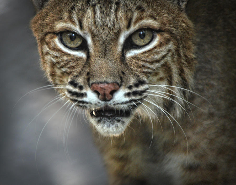 Bobcat Stare Photograph by Maggy Marsh