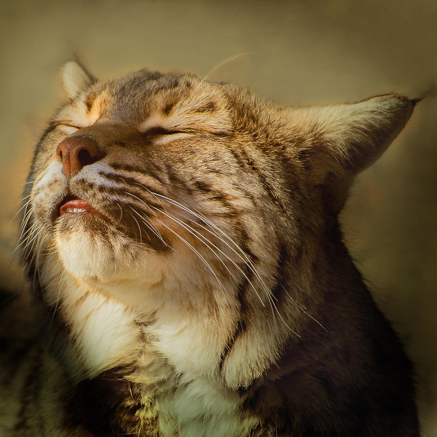 Wildlife Photograph - Bobcat Sunbath by Janis Knight