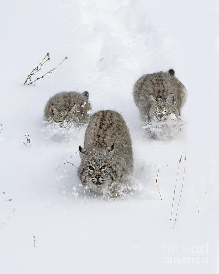 Wildlife Photograph - Bobcat Trio by Wildlife Fine Art