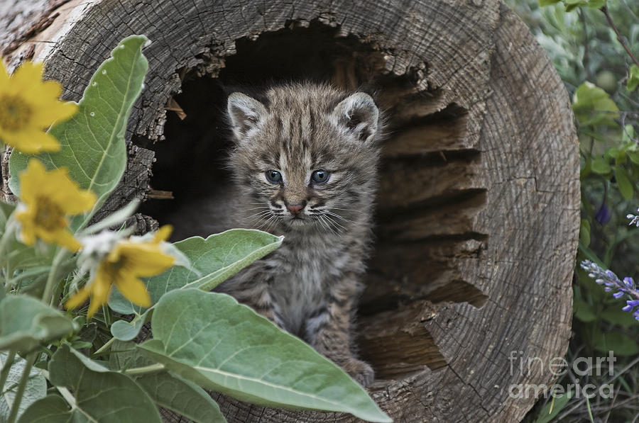 Bobcat-wildlife-image 1 Photograph