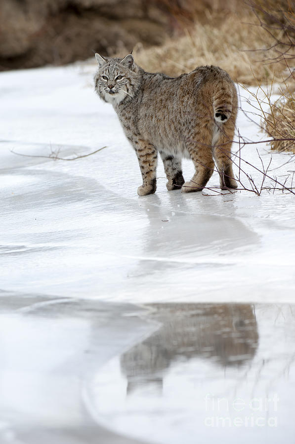 Reflection Photograph - Bobcat-wildlife-image 14 by Wildlife Fine Art