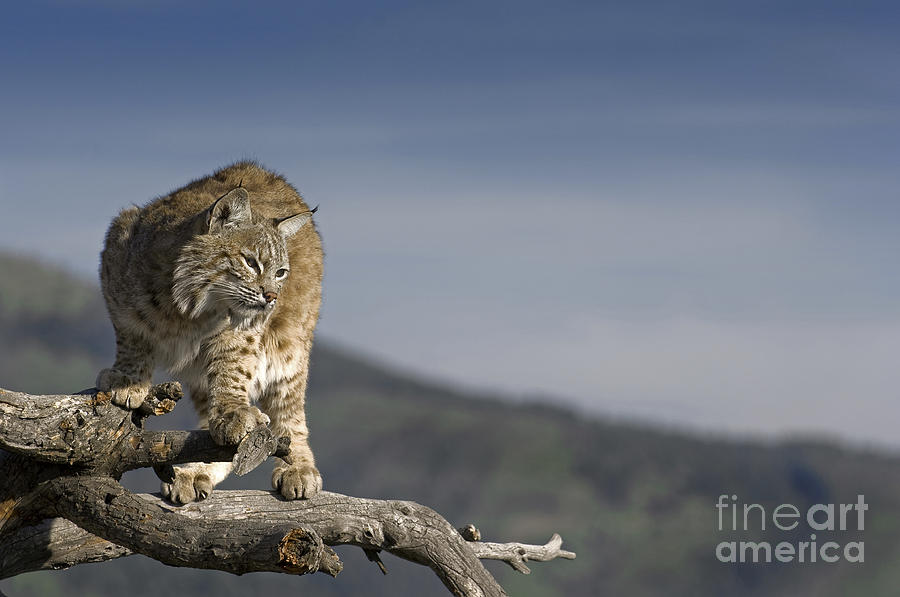 Bobcat-wildlife-image 4 Photograph
