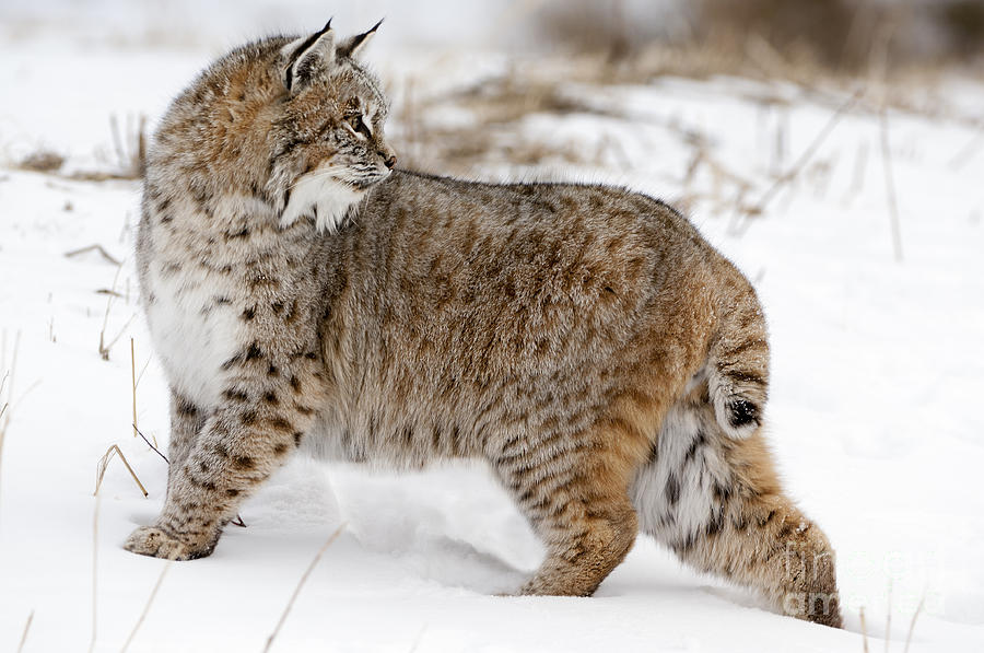 Bobcat-wildlife-image Photograph by Wildlife Fine Art - Fine Art America