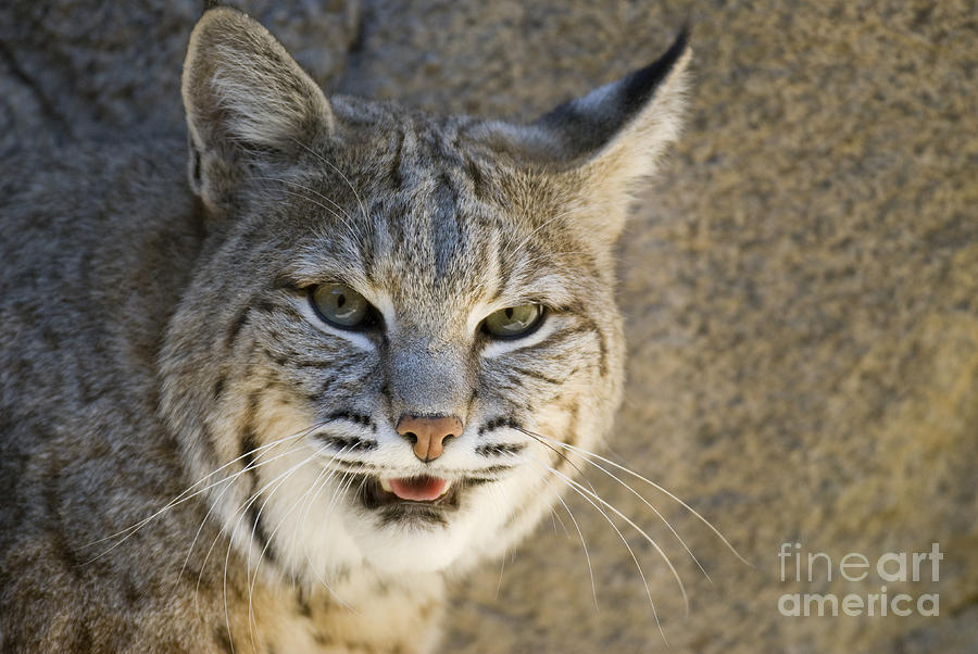 Nature Photograph - Bobcat by William H. Mullins