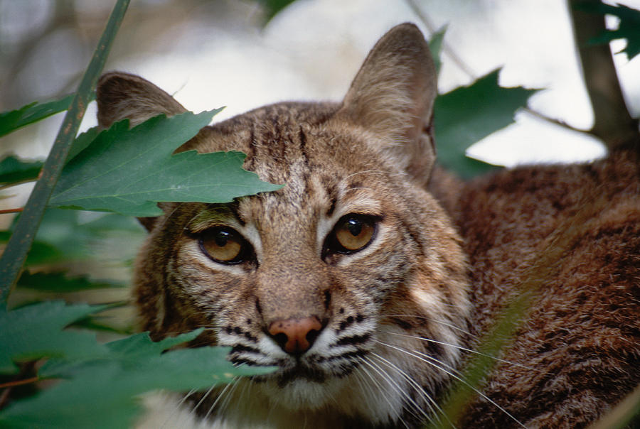 Bobcat with maple leaves Photograph by Bradford Martin
