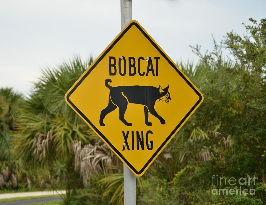 Bobcat Xing Photograph by Bob Sample