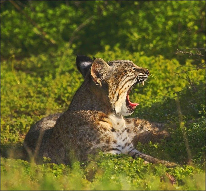 Bobcat Yawn Photograph by Beth Sargent