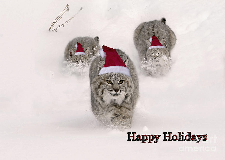 Christmas Photograph - Bobcats Happy Holidays by Wildlife Fine Art