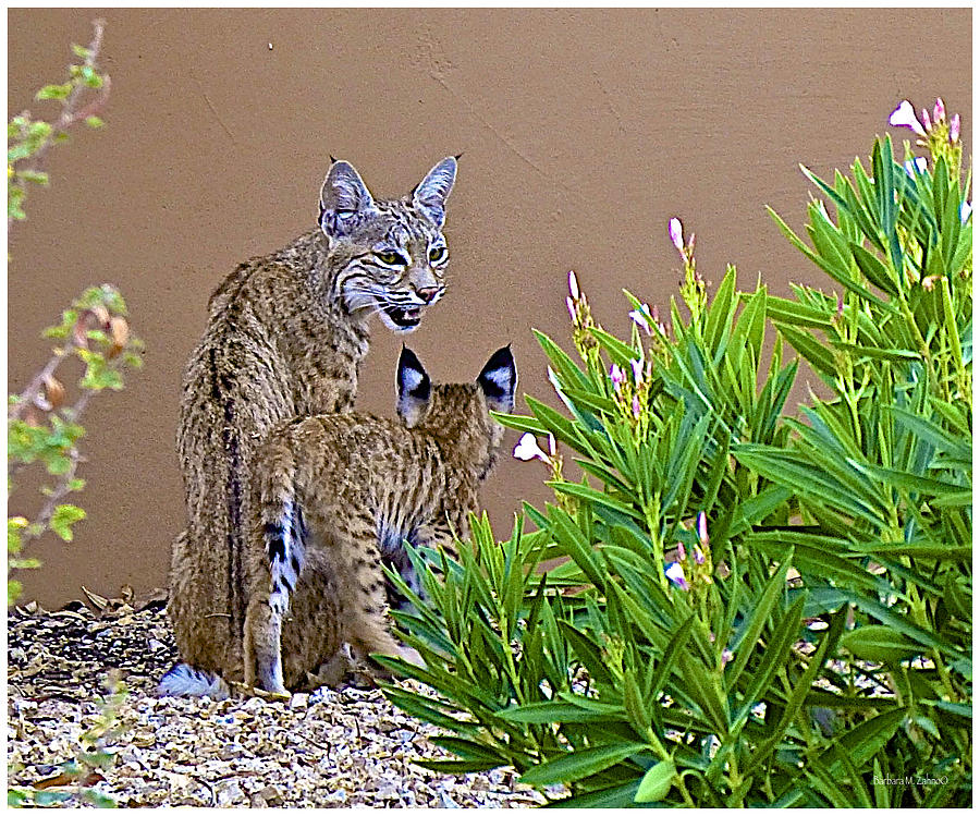 Animal Photograph - Bobcats in my backyard by Barbara Zahno