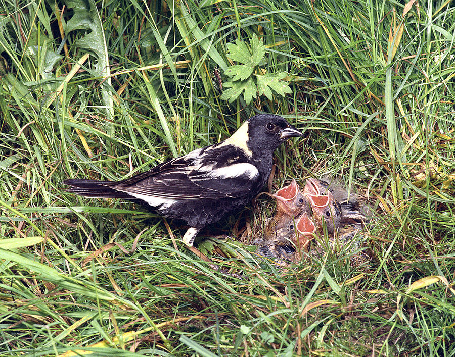 bobolink nest