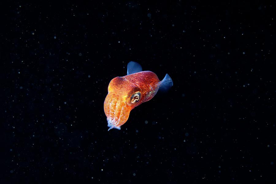 Bobtail Squid (sepiola Sp.) Photograph by Alexander Semenov/science Photo Library