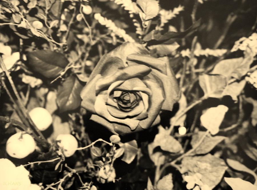 Flower Photograph - Boca Rose by Rob Hans