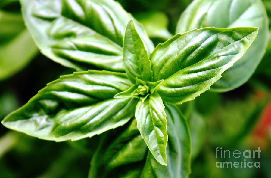 Bodacious Basil Photograph by French Toast Fine Art America