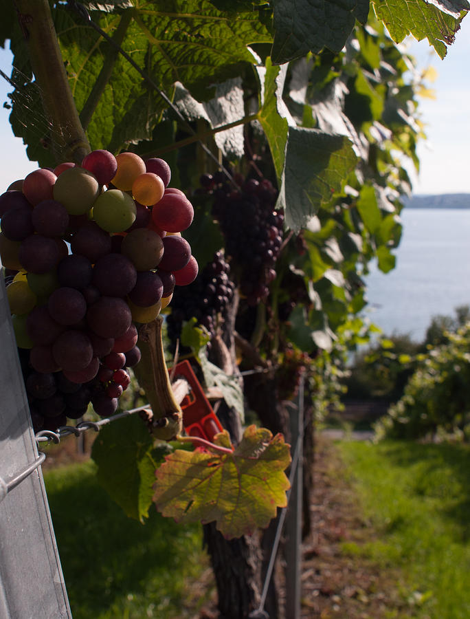 Bodensee Vineyards Photograph by Miguel Winterpacht
