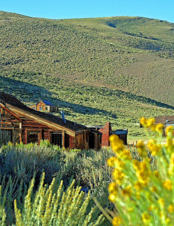 Bodie Spring Flowers Photograph by Joseph Coulombe