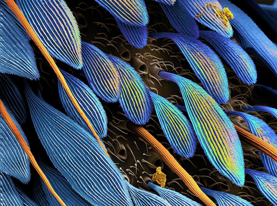 Body Bristles Of A Whitefly Photograph by Martin Oeggerli/science Photo ...