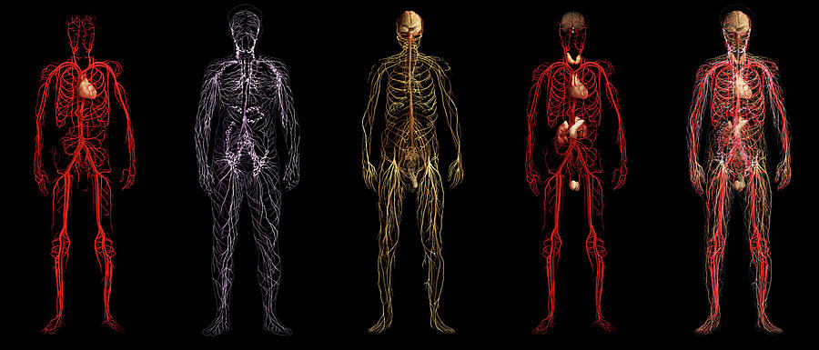Body Systems Photograph by Anatomical Travelogue