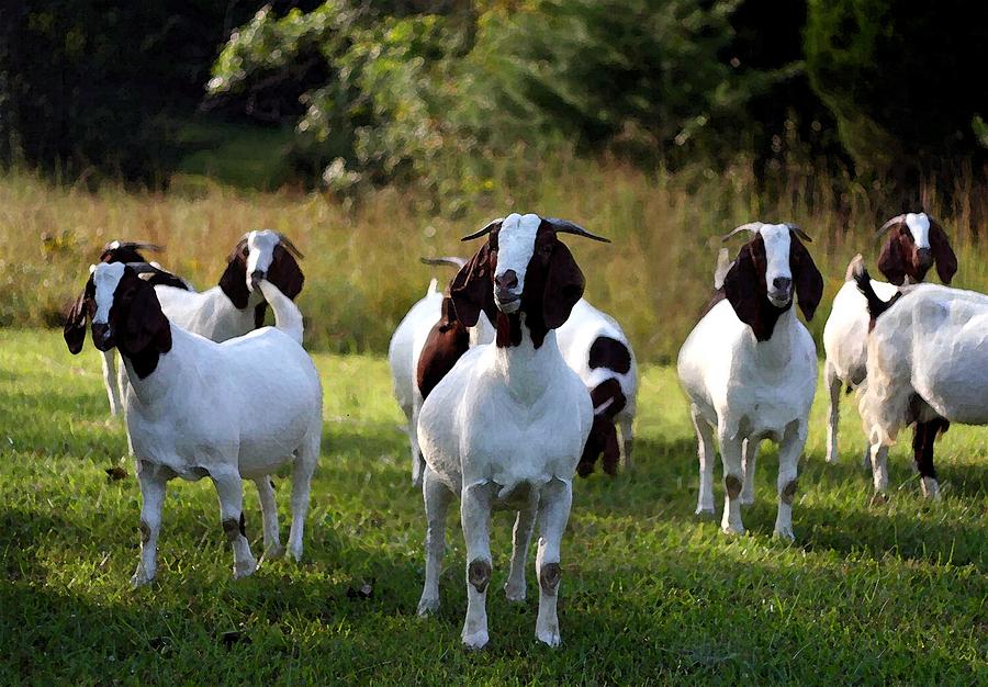 Boer Goat The Gangs All Here Painting by Olde Time  Mercantile