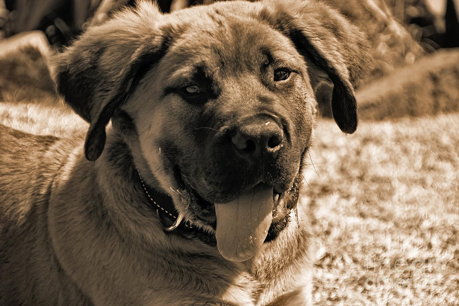 Boerboel-Sepia Photograph by Douglas Barnard