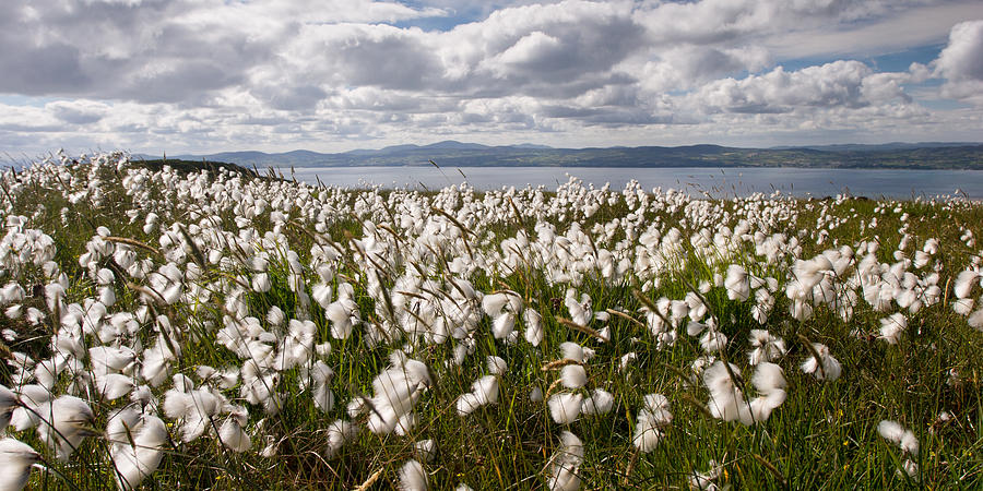 Bog Cotton on Binevenagh Photograph by Nigel R Bell